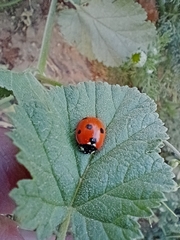 Coccinellini