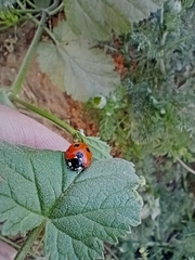 Coccinellini