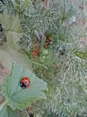 Coccinellini