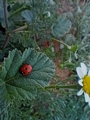 Coccinellini