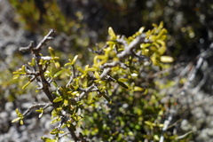 Coprosma cheesemanii