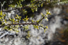 Coprosma cheesemanii