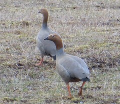 Chloephaga rubidiceps