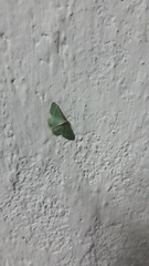 Microloxia indecretata