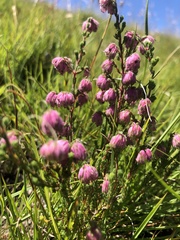 Erica cooperi