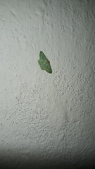 Microloxia indecretata