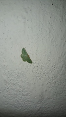 Microloxia indecretata