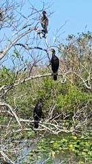 Phalacrocorax auritus image