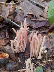 Clavaria rubicundula