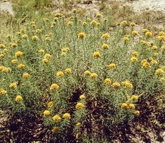 Isocoma pluriflora