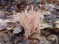 Clavaria rubicundula