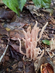 Clavaria rubicundula