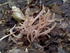 Clavaria rubicundula