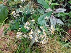 Alloispermum