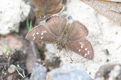 Dalla crithote