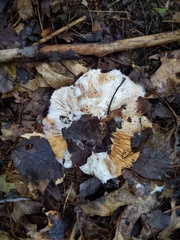 Hypomyces ochraceus