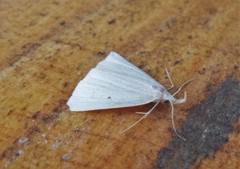 Macrochilo cribrumalis