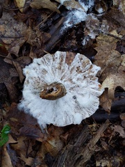 Hypomyces ochraceus