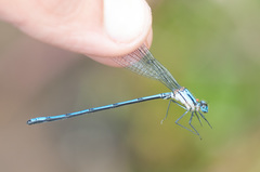 Argia medullaris
