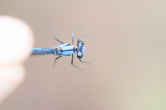 Argia medullaris