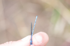 Argia medullaris
