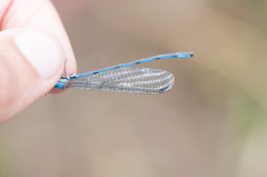 Argia medullaris