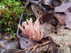 Clavaria rubicundula