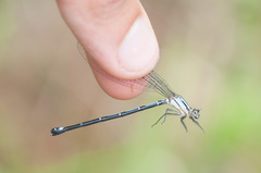Argia medullaris