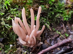 Clavaria rubicundula