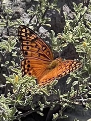 Euptoieta hegesia watsoni
