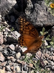 Euptoieta hegesia watsoni