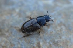 Melinopterus consputus