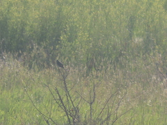 Spiza americana