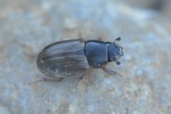 Melinopterus consputus