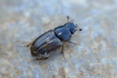 Melinopterus consputus