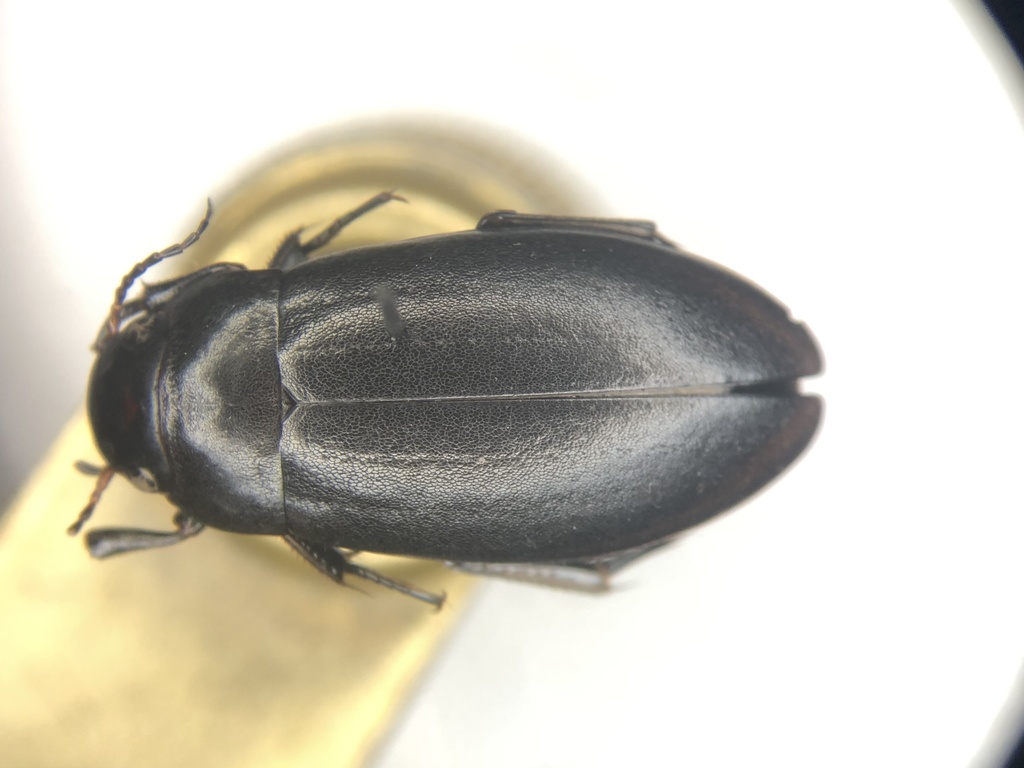 Narrow Predaceous Diving Beetle