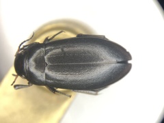 Neoscutopterus angustus
