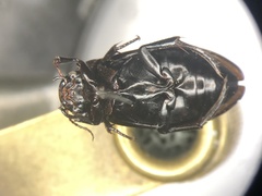 Neoscutopterus angustus