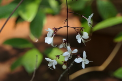 Clerodendrum schmidtii