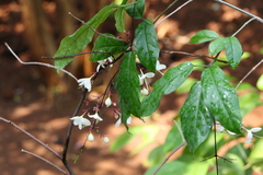 Clerodendrum schmidtii