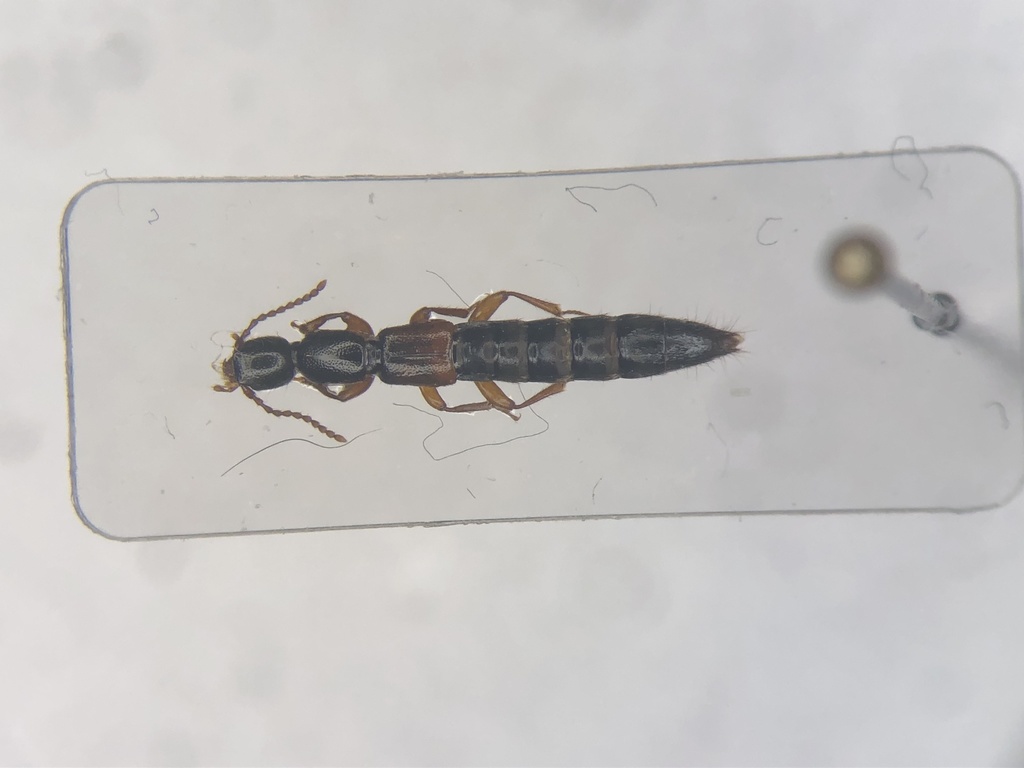 Lathrobium spissicorne