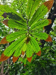 Columnea medicinalis