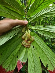 Columnea medicinalis