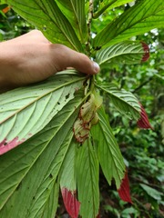 Columnea medicinalis