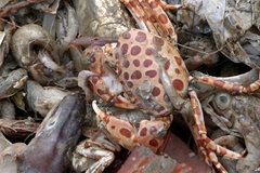 Liagore rubromaculata