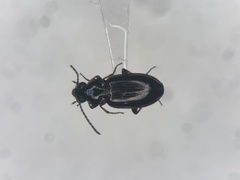 Bembidion properans