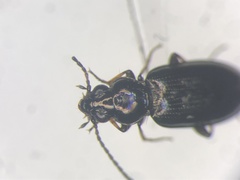 Bembidion properans