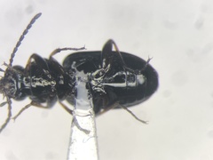 Bembidion properans