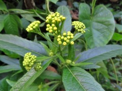 Neurolaena schippii