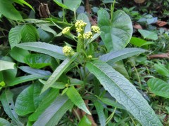 Neurolaena schippii